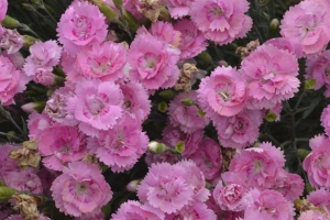 Dianthus 'Sweetie Pie' 